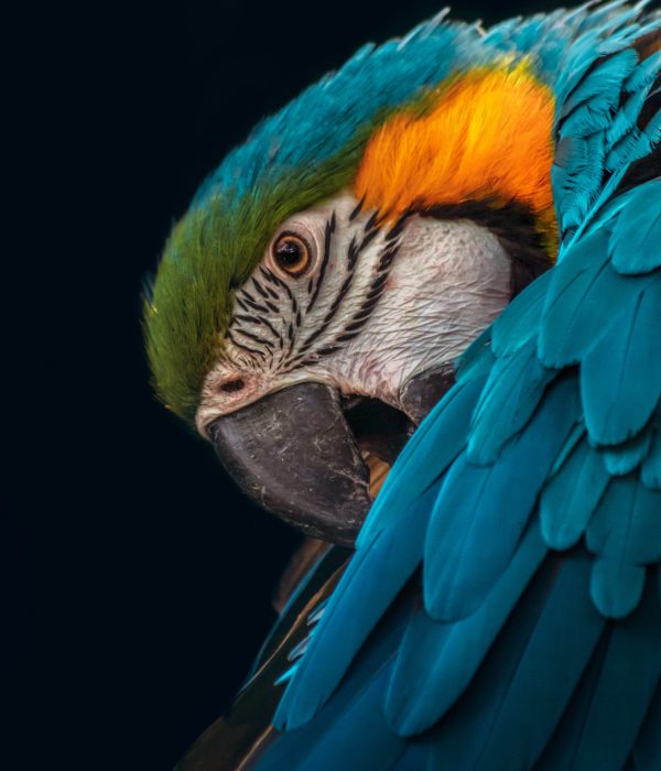 A portrait of a macaw isolated on a black background